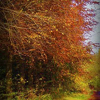 Buy canvas prints of  Autumn Lanes. by Heather Goodwin