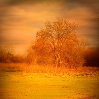 Buy canvas prints of Lone Tree - Felton Common. by Heather Goodwin