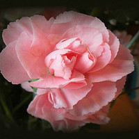 Buy canvas prints of Pink Carnation. by Heather Goodwin