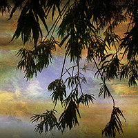Buy canvas prints of Balmy Evening. by Heather Goodwin