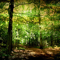 Buy canvas prints of Avon Forest View. by Heather Goodwin