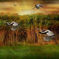 Buy canvas prints of Dance of the Herons. by Heather Goodwin