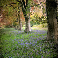 Buy canvas prints of Bluebell Alley.  by Heather Goodwin