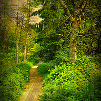Buy canvas prints of Woodland Walk. by Heather Goodwin