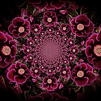 Buy canvas prints of Flowering Velvet. by Heather Goodwin