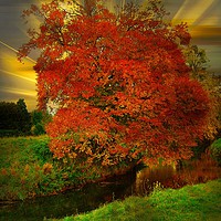 Buy canvas prints of The Burning Bush. by Heather Goodwin