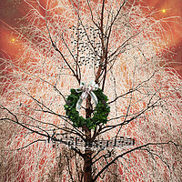 Buy canvas prints of Star Spangled Tree. by Heather Goodwin