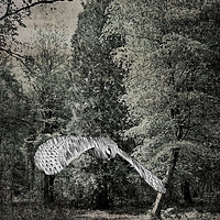 Buy canvas prints of Shadow Glade Owl. by Heather Goodwin