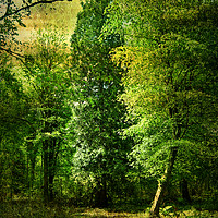 Buy canvas prints of Tall Trees. by Heather Goodwin