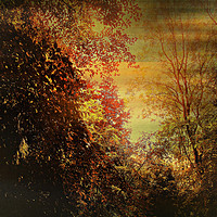 Buy canvas prints of Autumn Canopy. by Heather Goodwin
