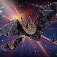 Buy canvas prints of Bat Express. by Heather Goodwin