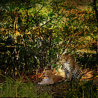 Buy canvas prints of Leopards Retreat. by Heather Goodwin