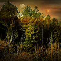 Buy canvas prints of Night Forest by Heather Goodwin