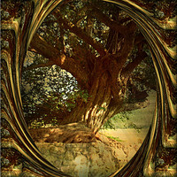 Buy canvas prints of The Gnarled Yew. by Heather Goodwin