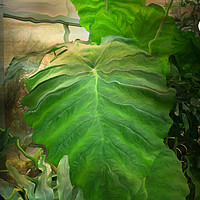 Buy canvas prints of Tropical Leaves.  by Heather Goodwin