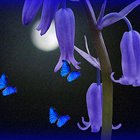 Buy canvas prints of Bluebells and Butterflies by Heather Goodwin