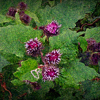Buy canvas prints of Wild Thistle by Heather Goodwin
