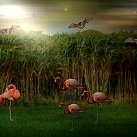 Buy canvas prints of Resting Flamingos. by Heather Goodwin