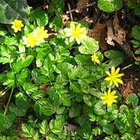 Buy canvas prints of Old fashioned Celandine. by Heather Goodwin