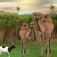 Buy canvas prints of The Camels. by Heather Goodwin