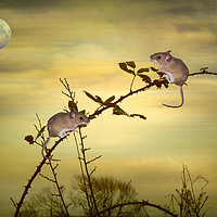 Buy canvas prints of The Two Small Mice. by Heather Goodwin
