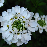 Buy canvas prints of Candytuft -  Iberis by Heather Goodwin