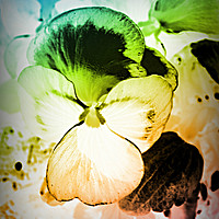 Buy canvas prints of Rainbow Pansy by Heather Goodwin