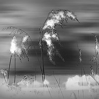 Buy canvas prints of Windblown Reeds by Heather Goodwin