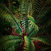 Buy canvas prints of Tropical Leaves by Heather Goodwin