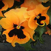 Buy canvas prints of Pansies by Heather Goodwin