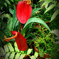 Buy canvas prints of Anthurium by Heather Goodwin