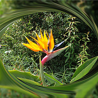 Buy canvas prints of Bird of Paradise Flower by Heather Goodwin