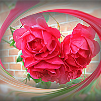 Buy canvas prints of Summer Roses by Heather Goodwin