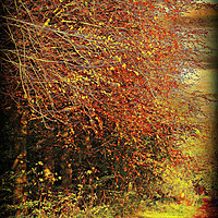 Buy canvas prints of Autumnal Lanes by Heather Goodwin