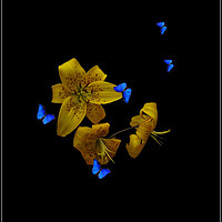 Buy canvas prints of Lilies and Butterflies by Heather Goodwin