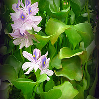 Buy canvas prints of Water Hyacinth by Heather Goodwin