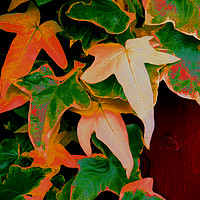 Buy canvas prints of Multi Coloured Ivy by Heather Goodwin