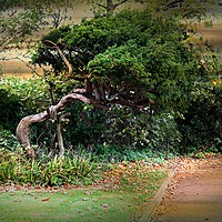 Buy canvas prints of The Crooked Tree by Heather Goodwin