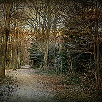 Buy canvas prints of Winter Woodland. by Heather Goodwin