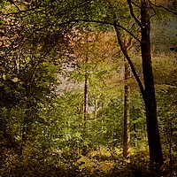 Buy canvas prints of Deep Woods by Heather Goodwin