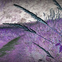 Buy canvas prints of Grasses by Heather Goodwin
