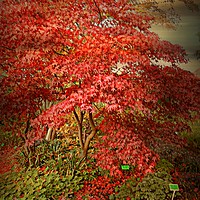 Buy canvas prints of Acer Tree by Heather Goodwin