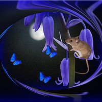 Buy canvas prints of Butterfly Moon by Heather Goodwin