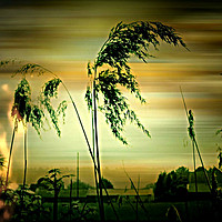 Buy canvas prints of Burning Reeds by Heather Goodwin