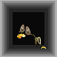 Buy canvas prints of Monkey Business by Heather Goodwin