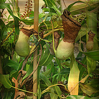 Buy canvas prints of Nepenthe - Pitcher Plant by Heather Goodwin