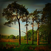 Buy canvas prints of Tall Pines by Heather Goodwin