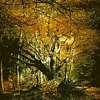 Buy canvas prints of Old Man of the Woods by Heather Goodwin