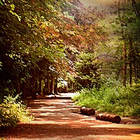 Buy canvas prints of Forest Trail by Heather Goodwin