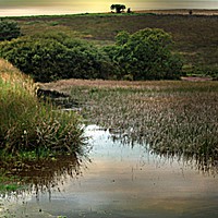 Buy canvas prints of Mendip Wetlands by Heather Goodwin